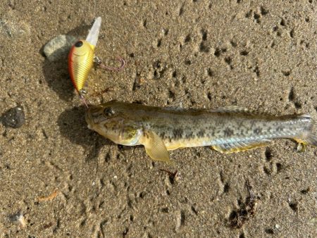 今日もやっぱりハゼクラ！