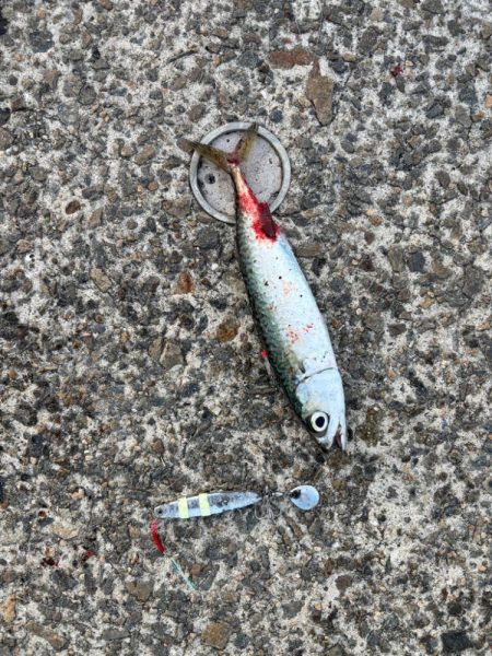 ジグサビキ　29