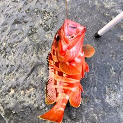 南紀ちょい釣り