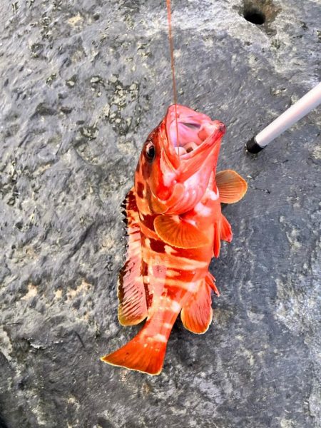 南紀ちょい釣り