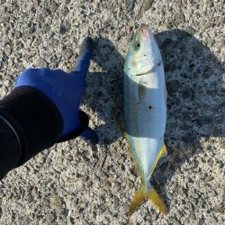 ３ヶ月ぶりの青物