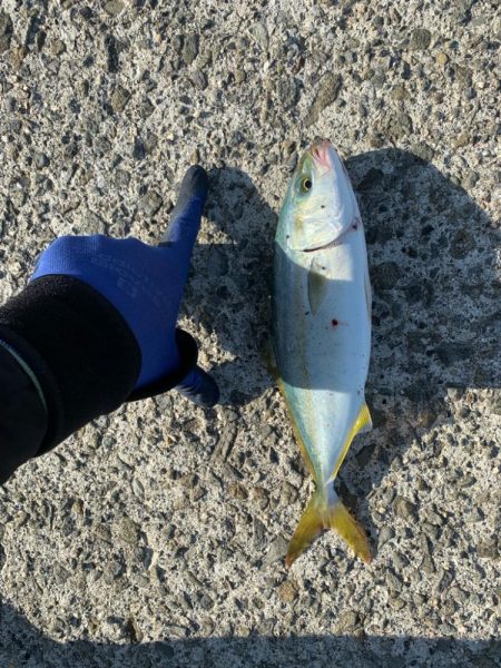 ３ヶ月ぶりの青物