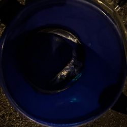 何とか釣れました