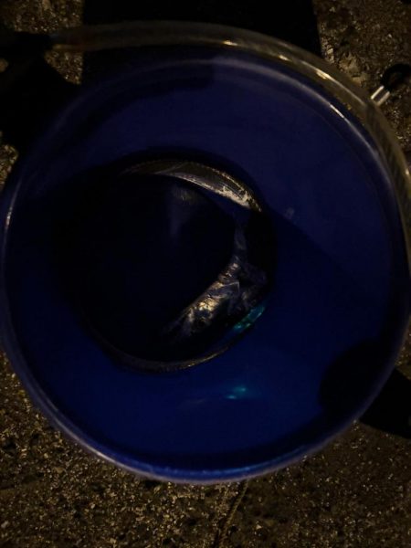 何とか釣れました