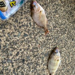 午後からファミリーフィッシングサビキ