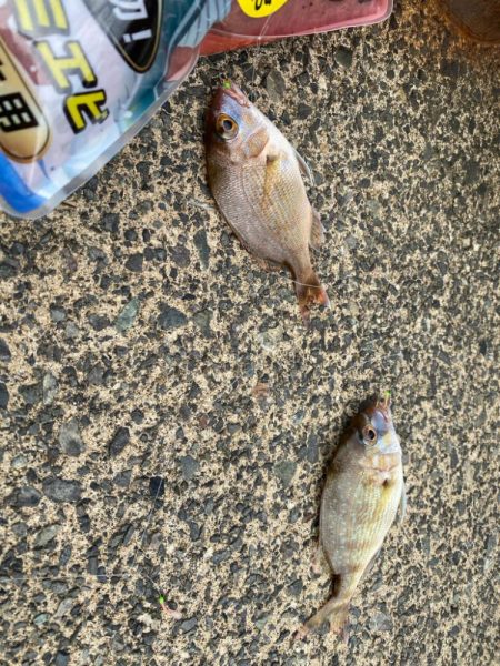 午後からファミリーフィッシングサビキ