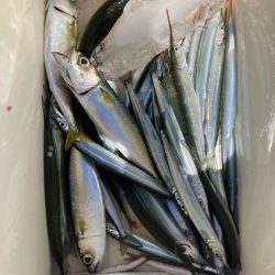 サヨリのちタチウオ