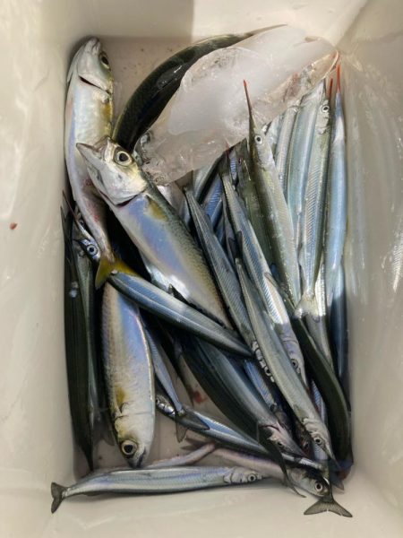 サヨリのちタチウオ