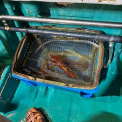 6回目イカメタル