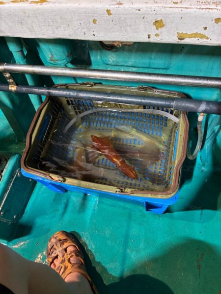 6回目イカメタル