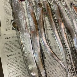 マリーナで太刀魚〜!