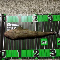 ロックフィッシュ