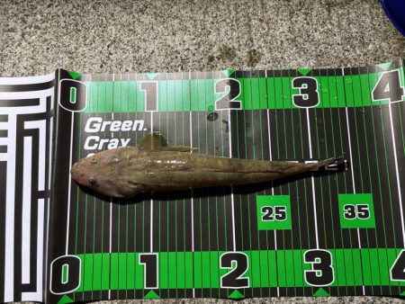 ロックフィッシュ