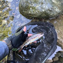 今シーズンラスト渓流