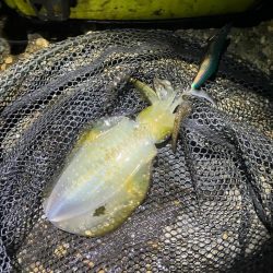 秋🦑釣れます😊