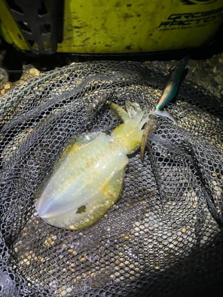 秋🦑釣れます😊