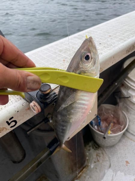 アジサビキいいね！