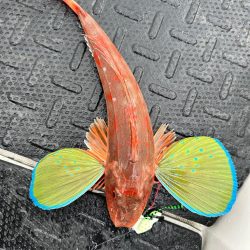 意外にも初のホウボウ