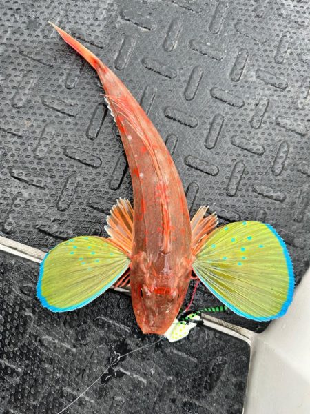 意外にも初のホウボウ