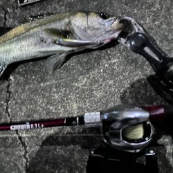 一撃必殺！良きルアーならバスルアーとかは関係ない