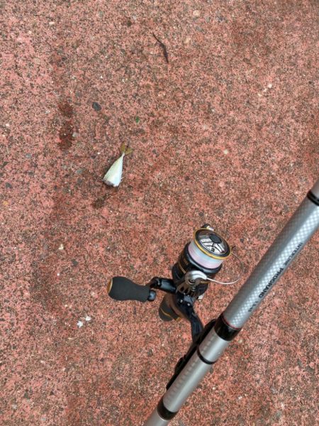 ヤエンチャレンジ！