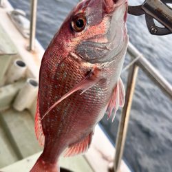 マダイ/ひとつテンヤ