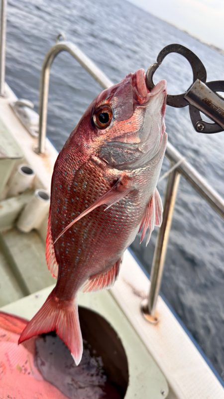 マダイ/ひとつテンヤ