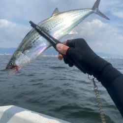 サゴシ入れ食い