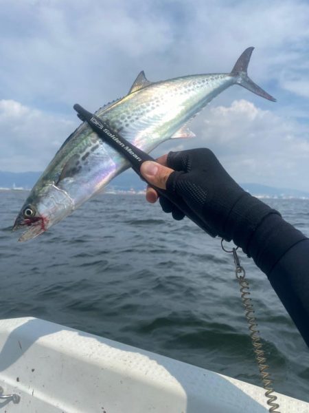 サゴシ入れ食い