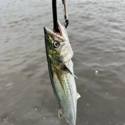 ショアジギング