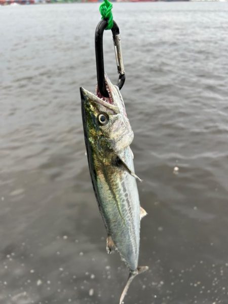 ショアジギング