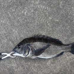 残暑残る中チヌさん好調です