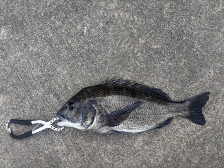 残暑残る中チヌさん好調です