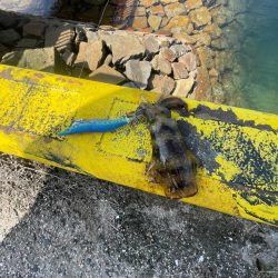 コロッケサイズも交じる！