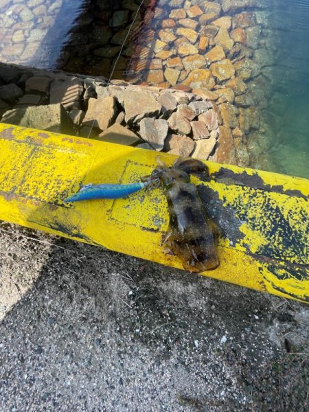 コロッケサイズも交じる!