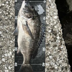 排水エリアでチヌ！