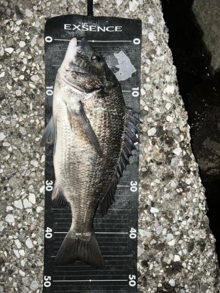 排水エリアでチヌ！