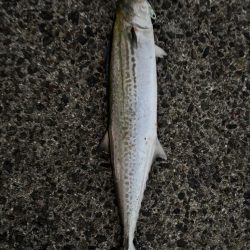 サゴシシーズン 4