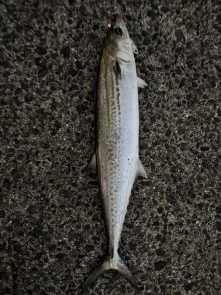 サゴシシーズン 4