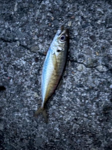 ジグサビキ　35