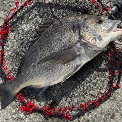 ヘチってきました