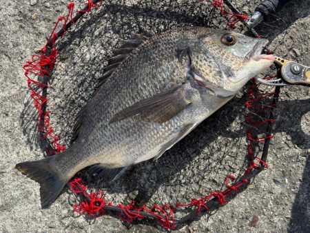 ヘチってきました