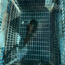 激渋のナイトアオリ