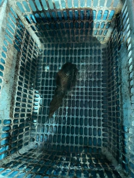 激渋のナイトアオリ