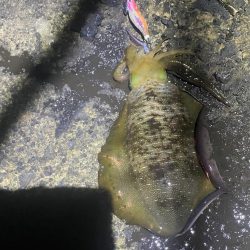 2025 佐渡ヶ島エギング Vol.13【9月20日】