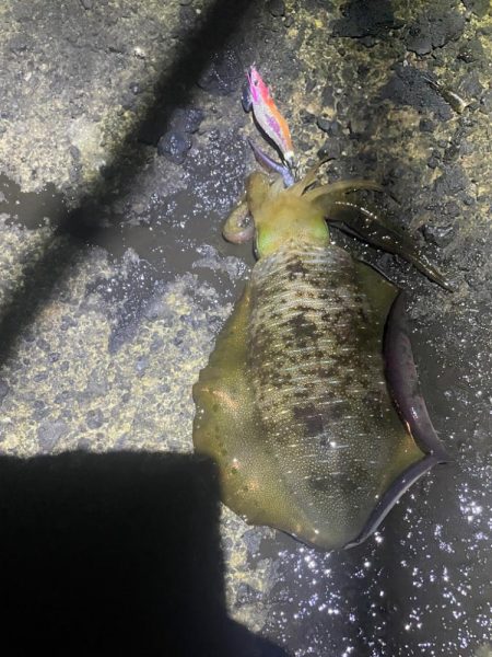 2025 佐渡ヶ島エギング Vol.13【9月20日】