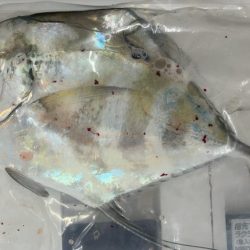 ワームで青物釣り