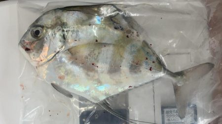 ワームで青物釣り