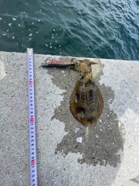 エギングとサビキ