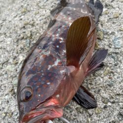 デイアコウがんばる・・・アコウ１